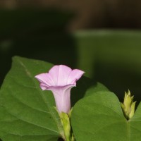 Ipomoea triloba L.